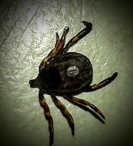 дома пойман