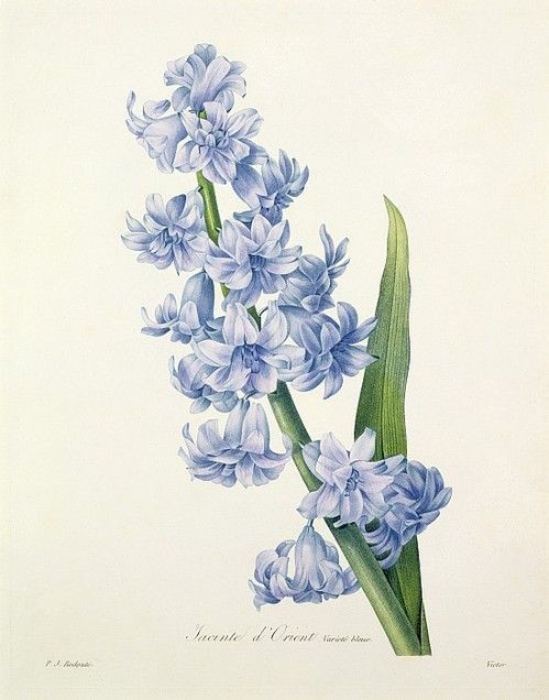 Botanica90