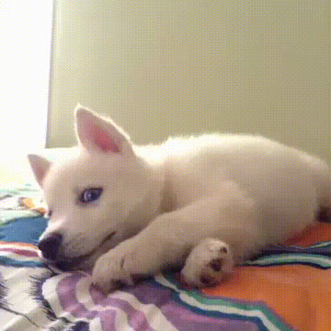 -собакен-милота-глаза-2206842