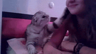 -котэ-живность-1087443