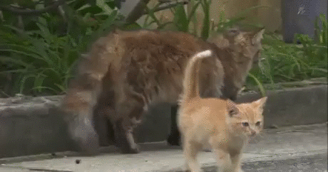 6 Кот выбрал оператора своей мамой