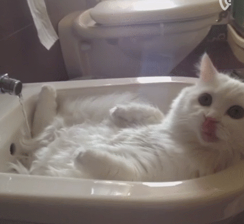 -котейка-биде-2225962