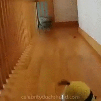 sobakenminony2236368_yapfiles.ru