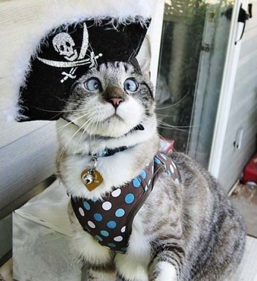 spangls-cat-pirate