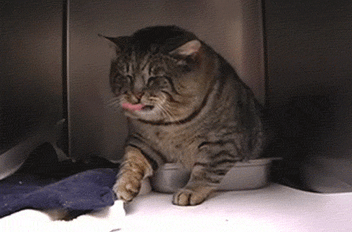 Кот облизывается