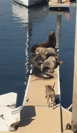 1436642861_1481275362