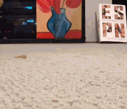 -живность-тапок-гифки-2257674