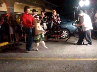 dancing-dog