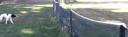 -собака-2261879