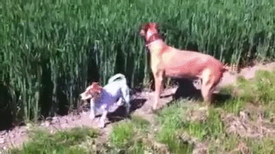 Dogs and corn