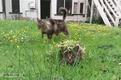 засаде