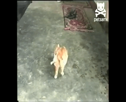 koshka_nesyot_kotyonka_v_mashinu-_milota