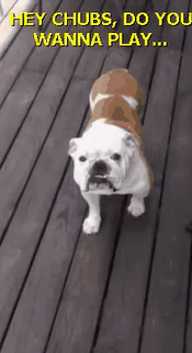 Бульдог, который очень любит Pinball