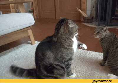 D0B3D0B8D184D0BAD0B8D0B6D0B8D0B2D0BDD0BED181D182D18CD0BAD0BED182D18DD0BCD0B8D0BBD0BED182D0B01061284