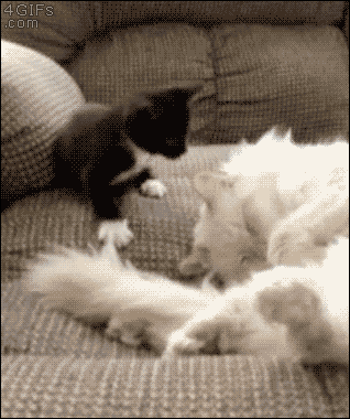 Annoying-kitten-pinned