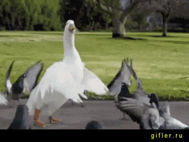 Gus_i_golubi_tantsuyut