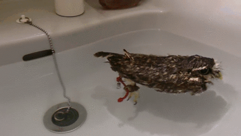 -Сова-водоплавающая-живность-2293117