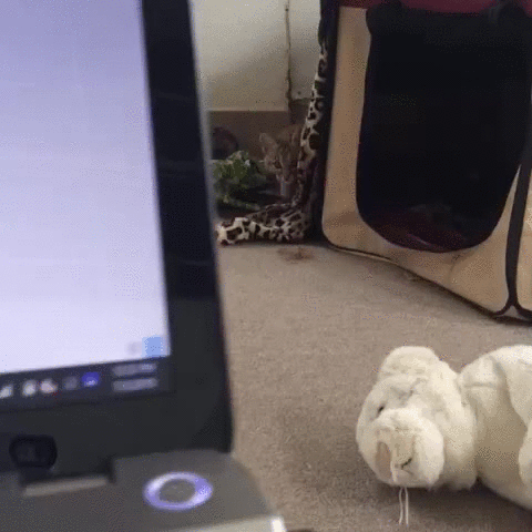 Bobcat on the hunt.. - Imgur