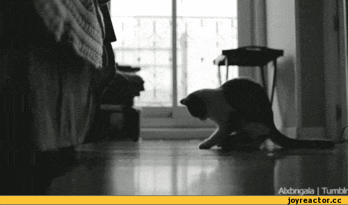 -котэ-животные-420350