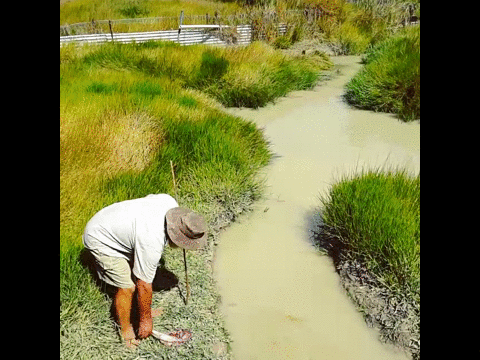 -крокодил-дед-стальные-яйца-2310825