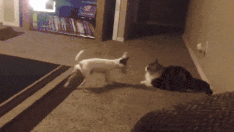 1439032497_498512487