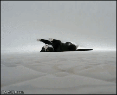 Cat_under_bed_sheets_yapfiles.ru