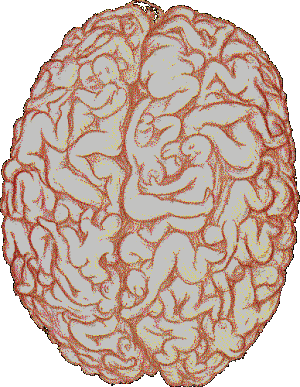 prikol_male_brain