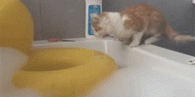gifs_15 (5)