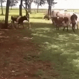 gifs_13