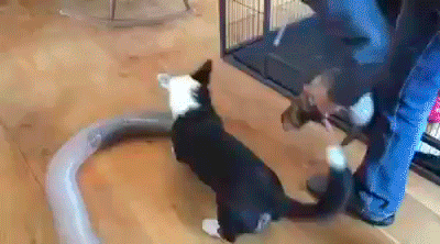 -собака-гифки-2343753