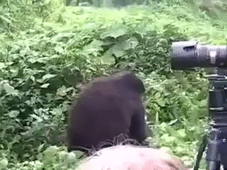 нигера