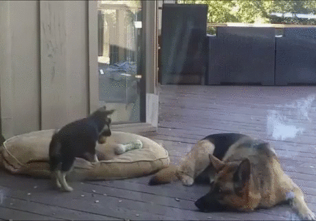 непослушный