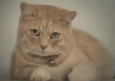 коте