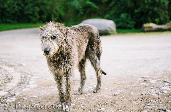 Ирландский Волкодав