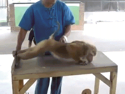 обезьяна спорт