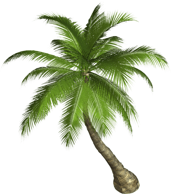 1429461470_palm_tree_png2492