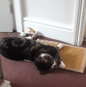 1440777769_1951237098