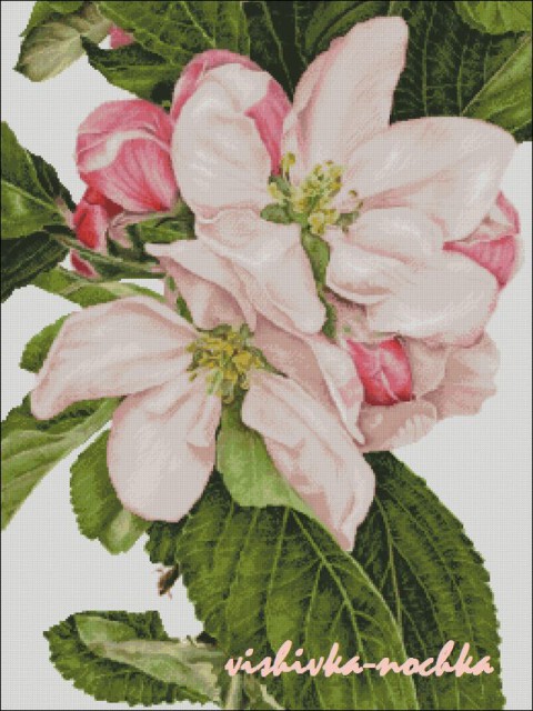 яблони1