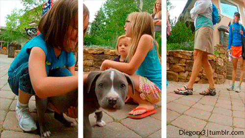 giphy (3)