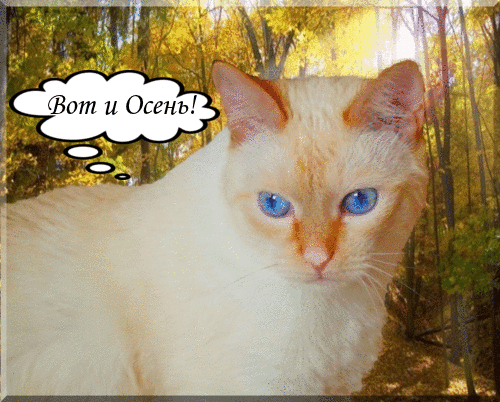 вот и осень