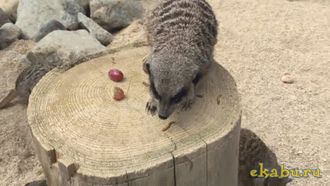 gifs_230_watermark_5143b9cd7efa6e6b37307b2c_108_24_10_10_se