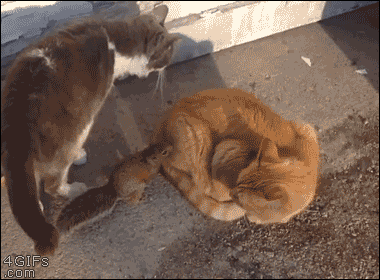 gifs_05