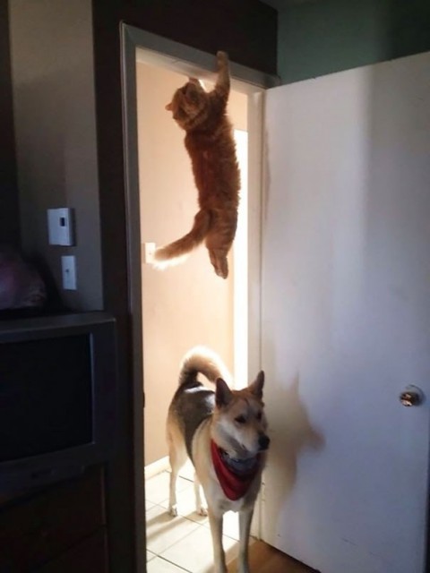 кот
