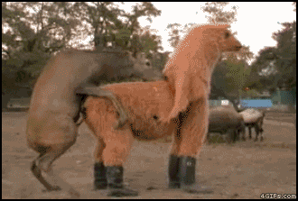 1_1346146189_smeshnye-gifki-2