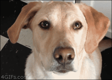 giphy (2)