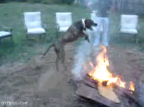 giphy (4)