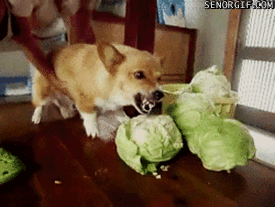 giphy (6)