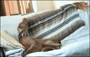 giphy (10)