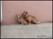 giphy (12)