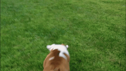 giphy (16)